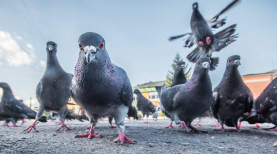 dépigeonnisation
